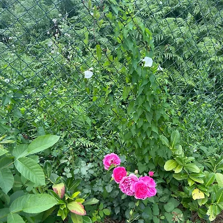 Kosmaj Ruza Vetrova * Sopot