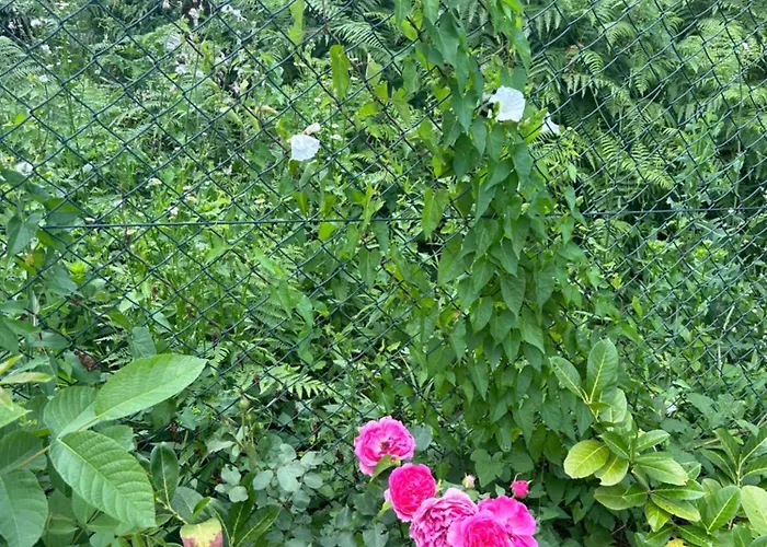 Kosmaj Ruza Vetrova * Sopot